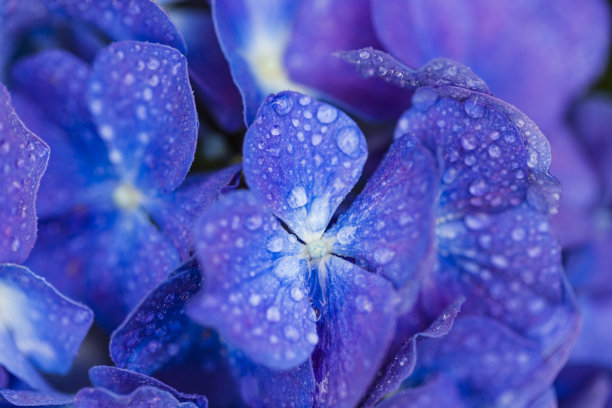 水珠紫色花