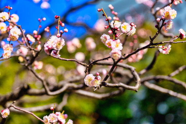 红梅花开