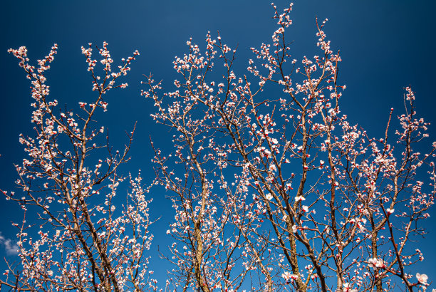 蓝天杏花树