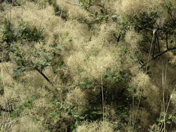 秋季绒毛植物