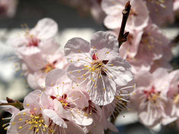 含苞待放梅花特写