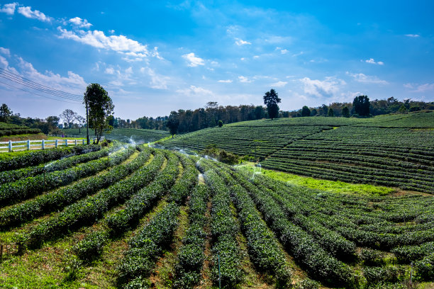 蓝天白云茶园景