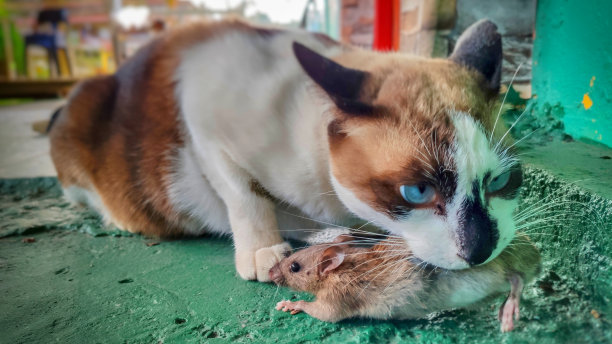 小老鼠和猫
