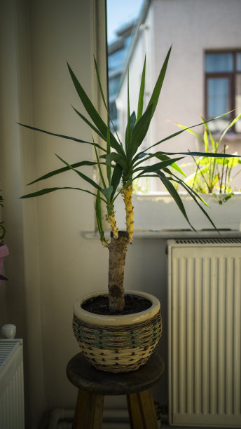 室内绿色植物墙