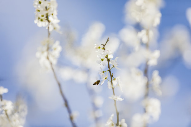 樱花树林