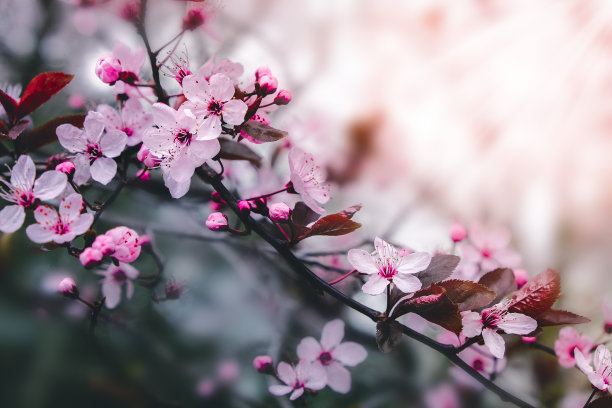 杏花春景