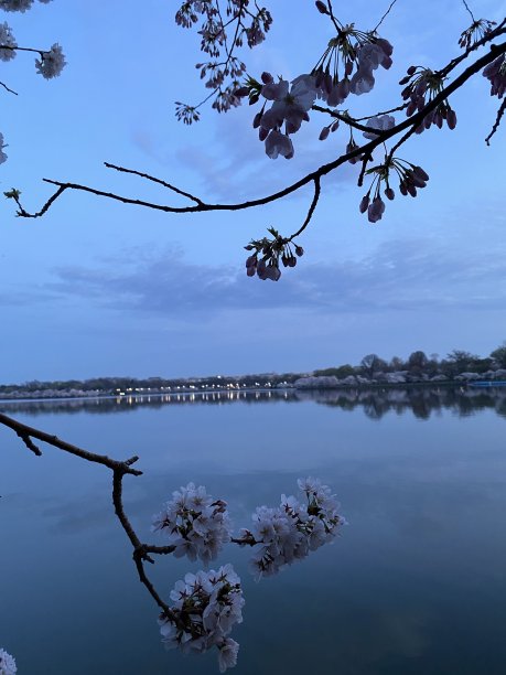 湖边樱花