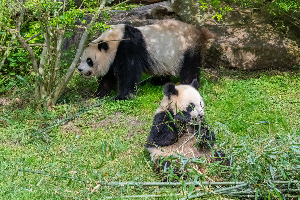 大熊猫母子
