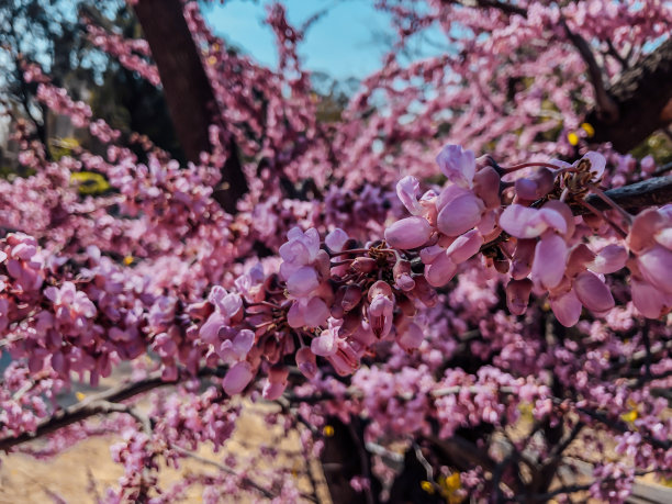 日本杏树开花