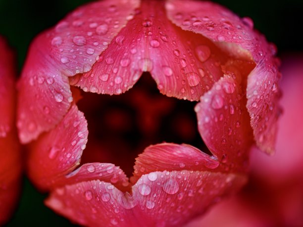 雨后鲜艳的郁金香