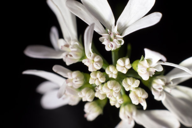 繁花满枝