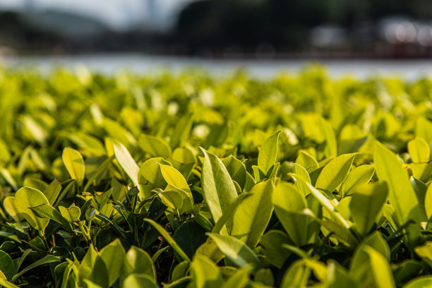 草地绿叶露水植物背景