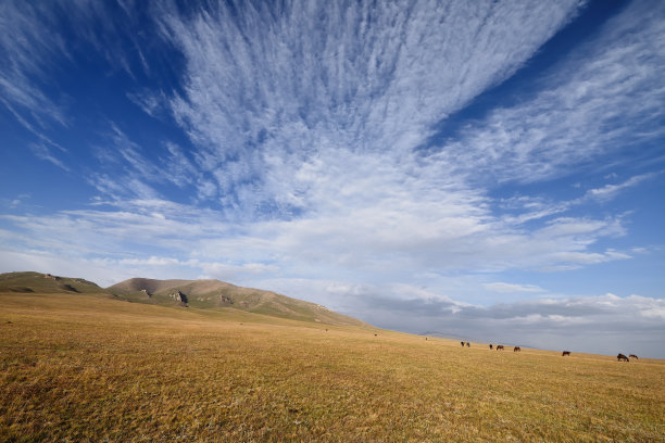 绿草地蒙古包
