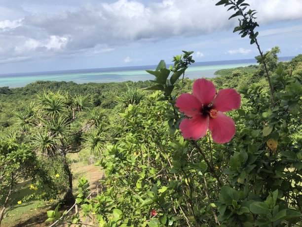 花的海洋