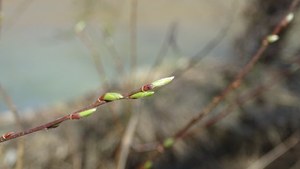 柳花之清明