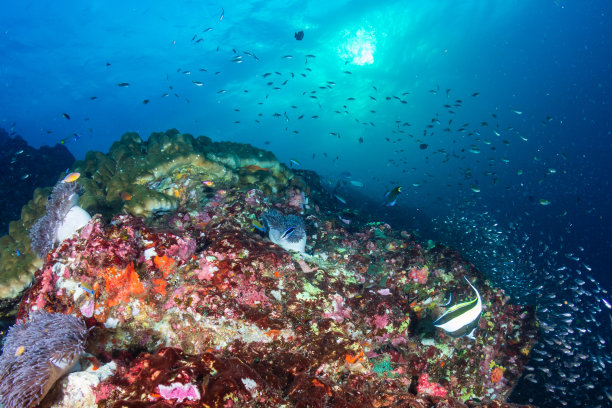 美丽的珊瑚海底世界