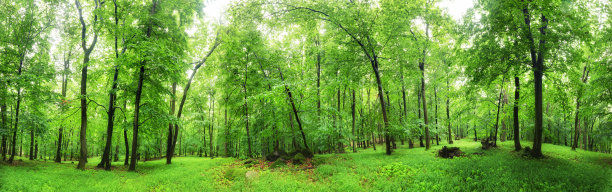 小树林自然风景图片