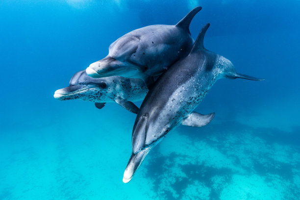 一群海豚