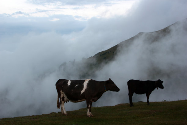 高山牧场