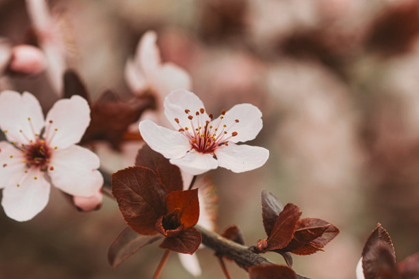 李子开花