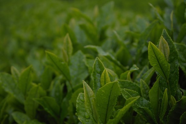 蓝天白云茶园景