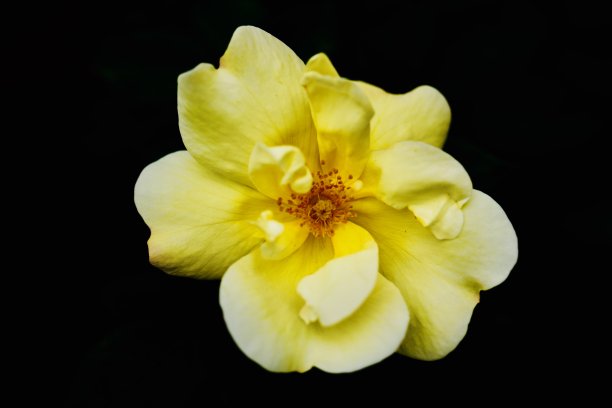 鲜黄色花