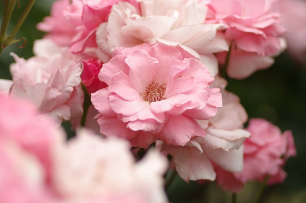 粉色野蔷薇花