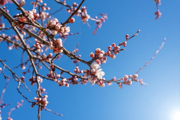 春天的杏花树