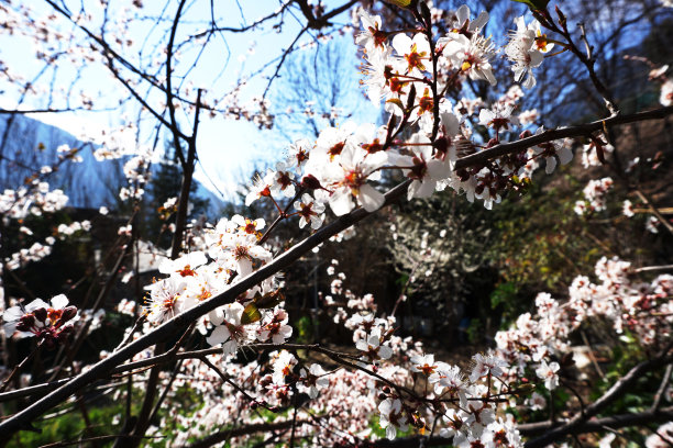 白色樱花,暗色背景