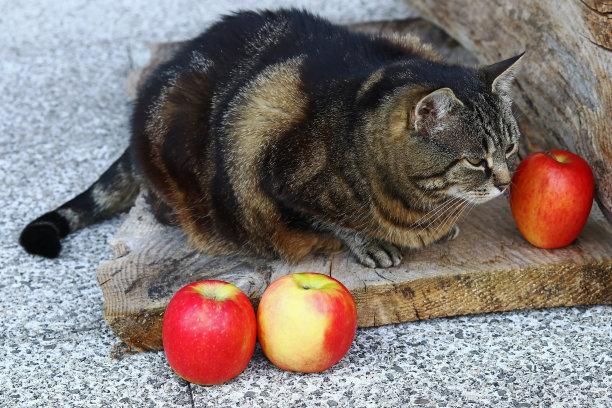 猫果