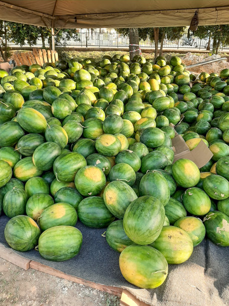 大暑夏季西瓜盛夏炎热酷暑暑假