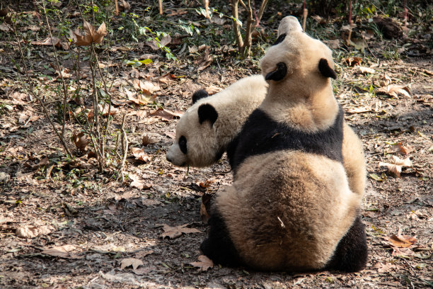 动物园熊猫基地