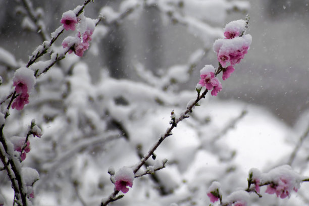 下雪叶子