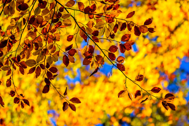 秋天景色金黄树叶