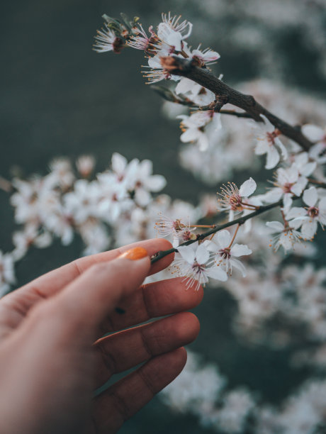 清新花草