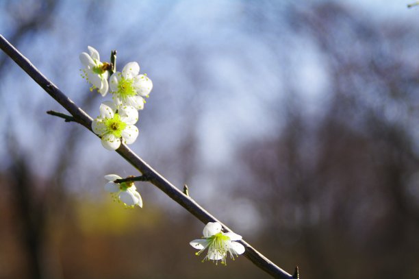 粉红色花草