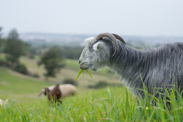 绿草地上的山羊