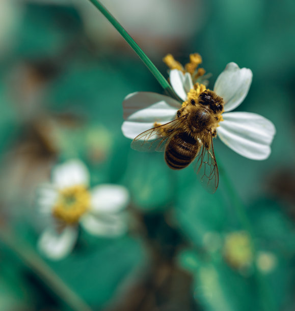 蜜蜂白花
