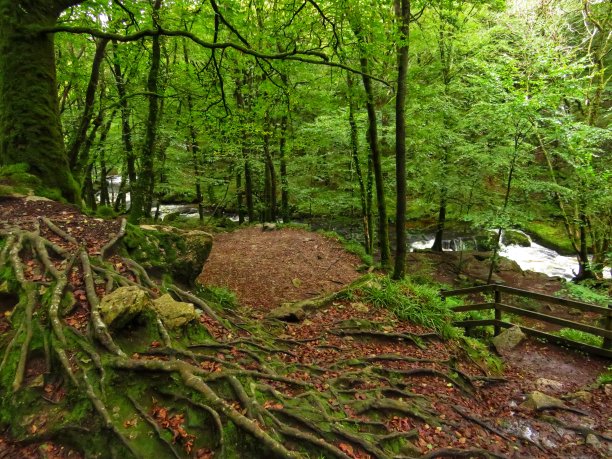 秋季河流树林