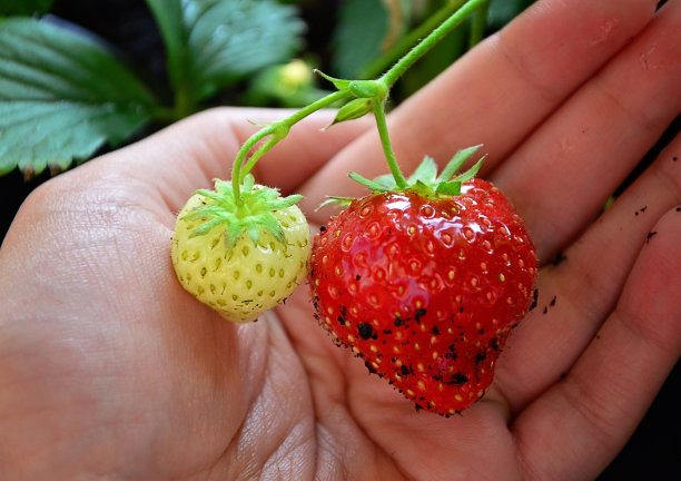 待摘草莓