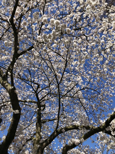 一片樱花树