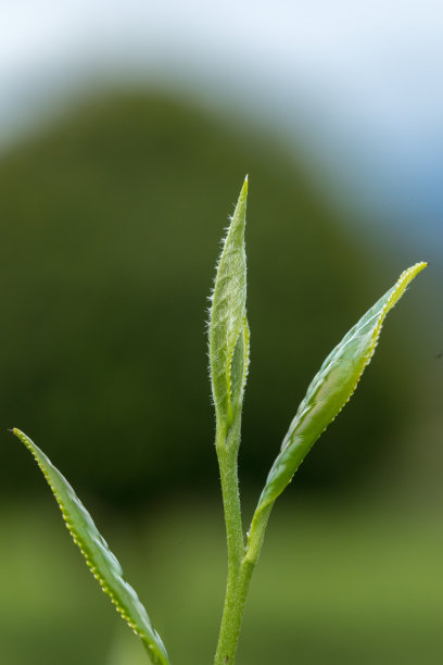 茶树种植