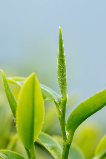 茶树种植