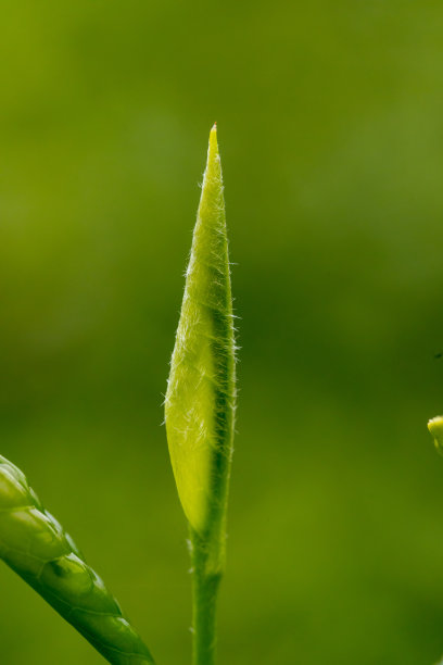 茶树种植