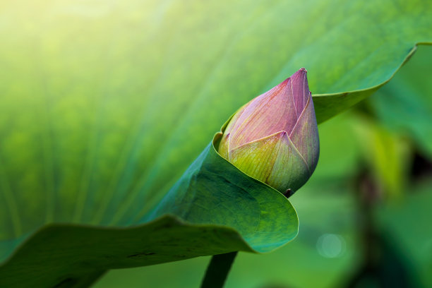 荷花近摄