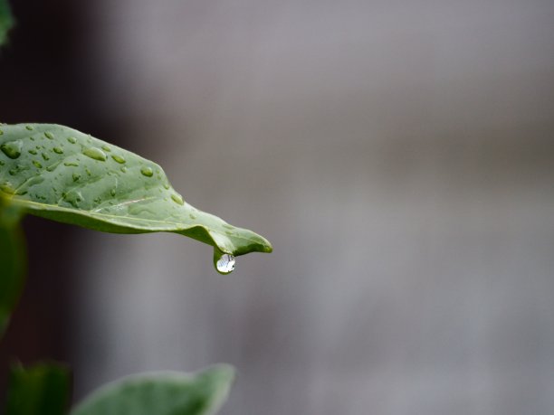 梅雨季节