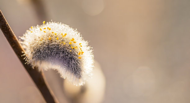 向日葵开花图片