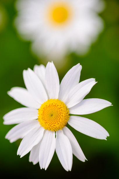 白色野菊花