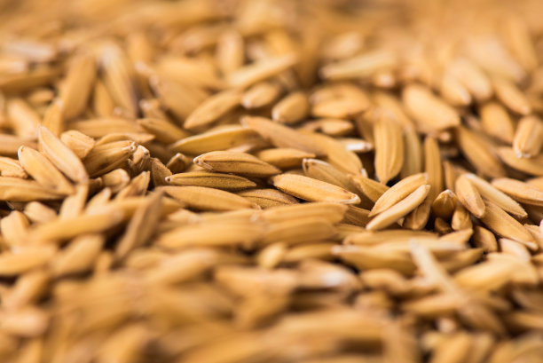 水稻收割收获麦子农民