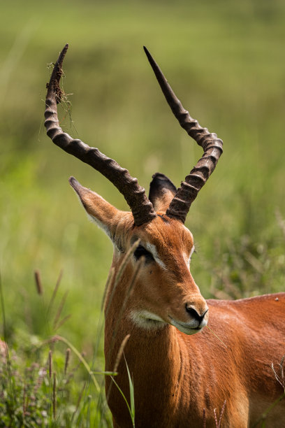 动物摄影,非洲羚羊